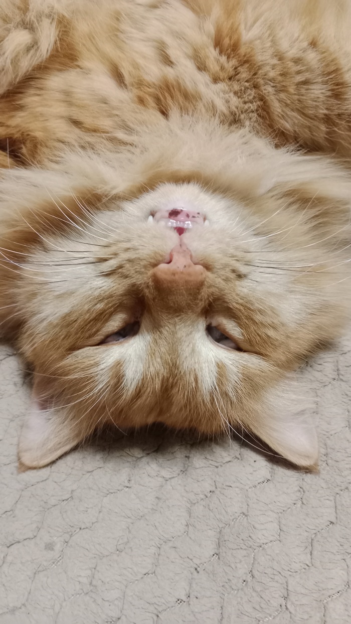 Ответ на пост «Конкурс: лучший кот Пикабу»