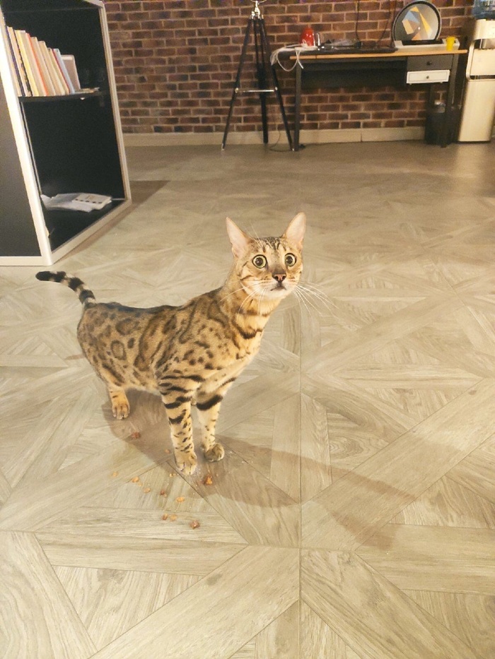 Ответ на пост «Конкурс: лучший кот Пикабу»