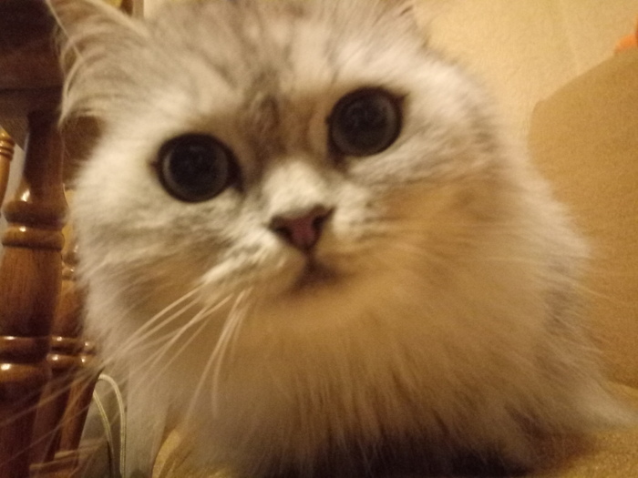 Сидит на созвонах.