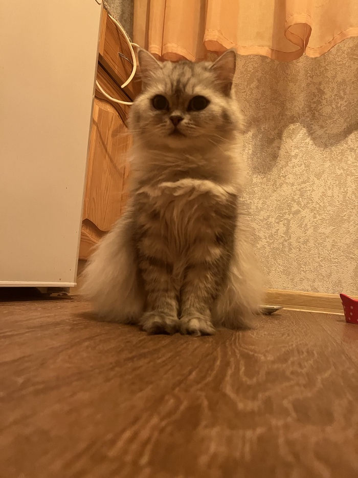 Но чаще у мисок.