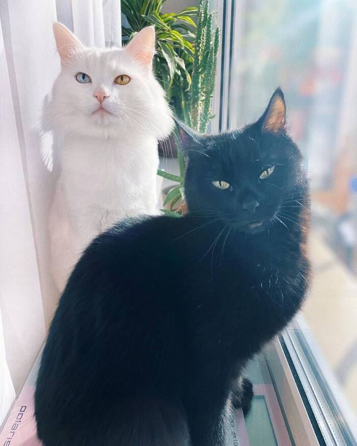 Ответ на пост «Конкурс: лучший кот Пикабу»