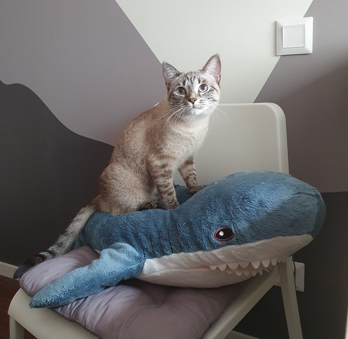 Юки - покорительница акул