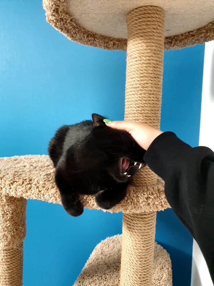 Пожиратель мяска и сметанки (с которой он дрищет, но все равно жрет)