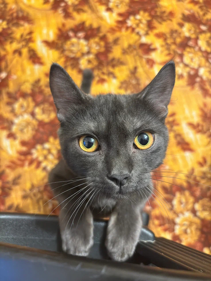 Ответ на пост «Конкурс: лучший кот Пикабу»