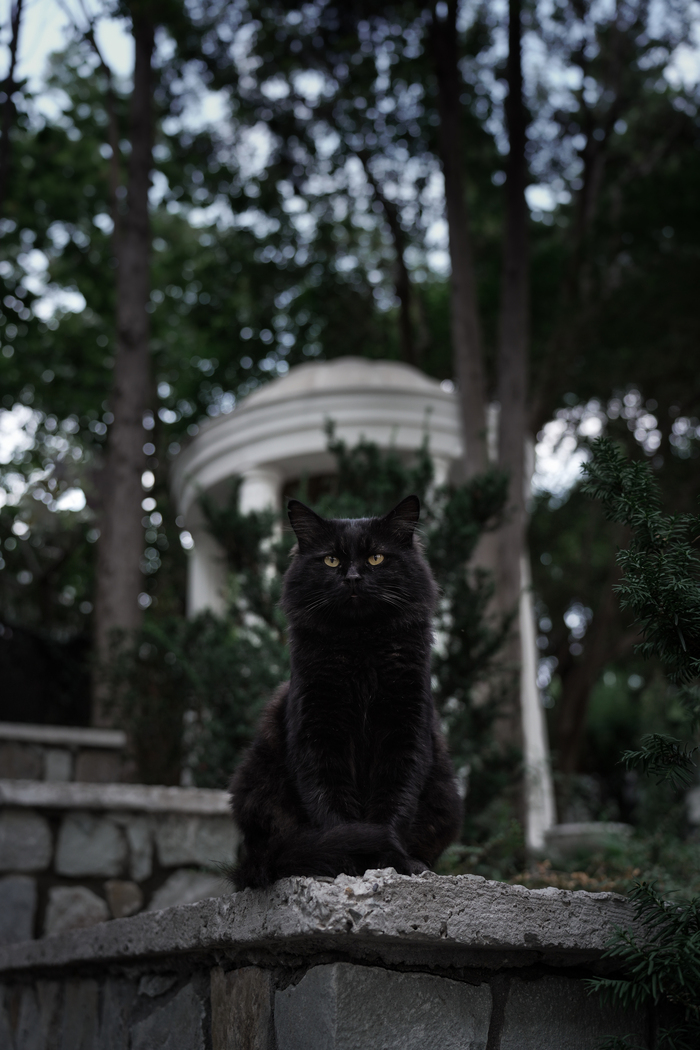 Ответ на пост «Конкурс: лучший кот Пикабу»