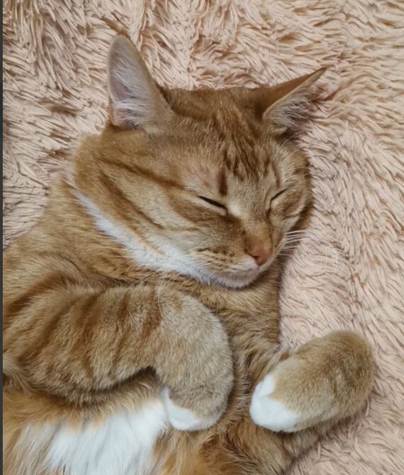 Мой кот Рыжик