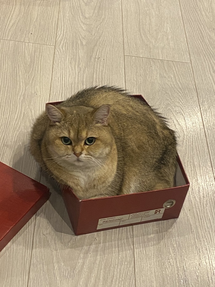 Кто-то не влез в корзинку