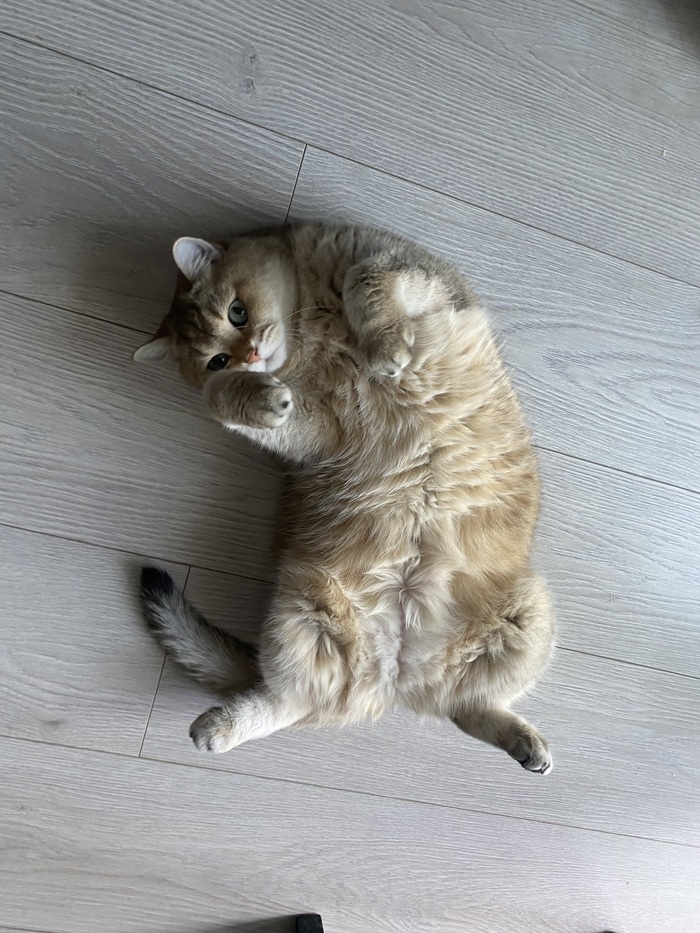 И Тея, которая любит покушать и поваляться (не могу осуждать)