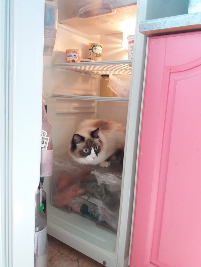 Потрошитель холодильника...