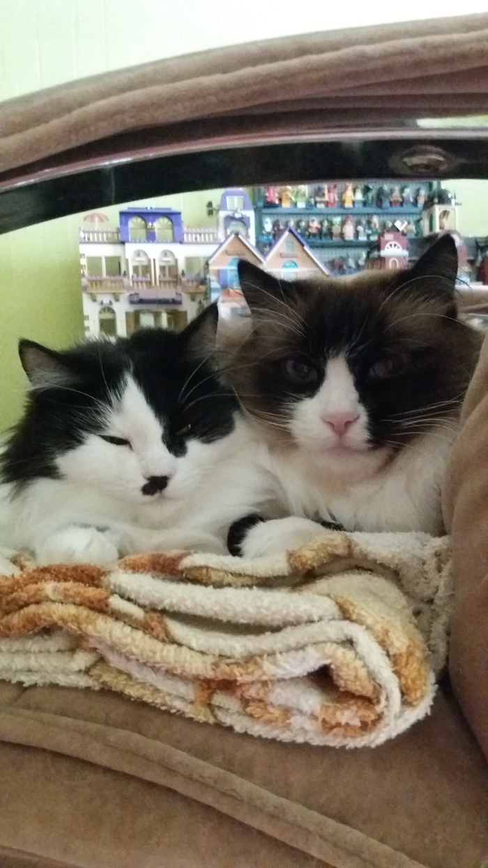 Воспитатель подброшенных котят...