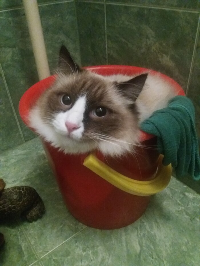 Мамин помощник...