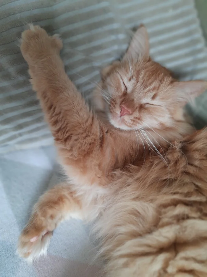 The best cat of Pikabu is my candidate - My, cat, A wave of posts, Milota, Love, Longpost