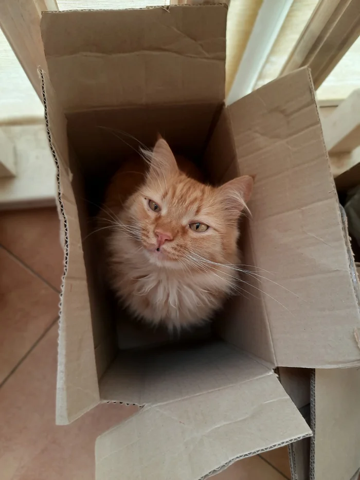 The best cat of Pikabu is my candidate - My, cat, A wave of posts, Milota, Love, Longpost