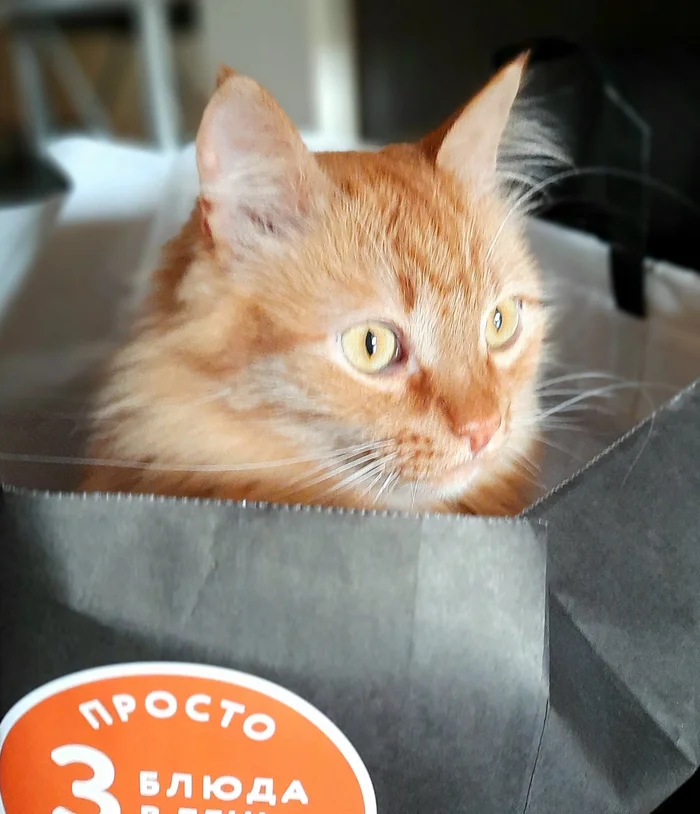 The best cat of Pikabu is my candidate - My, cat, A wave of posts, Milota, Love, Longpost