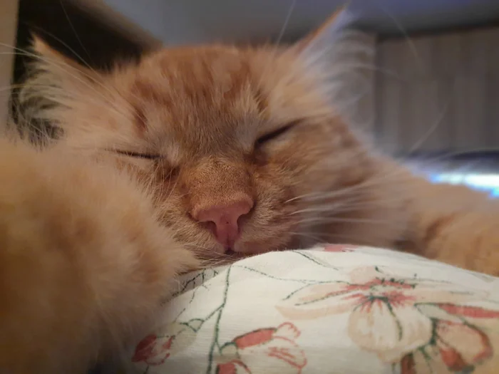 The best cat of Pikabu is my candidate - My, cat, A wave of posts, Milota, Love, Longpost