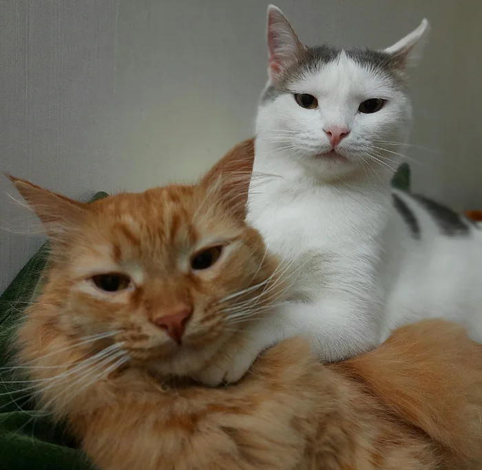 The best cat of Pikabu is my candidate - My, cat, A wave of posts, Milota, Love, Longpost