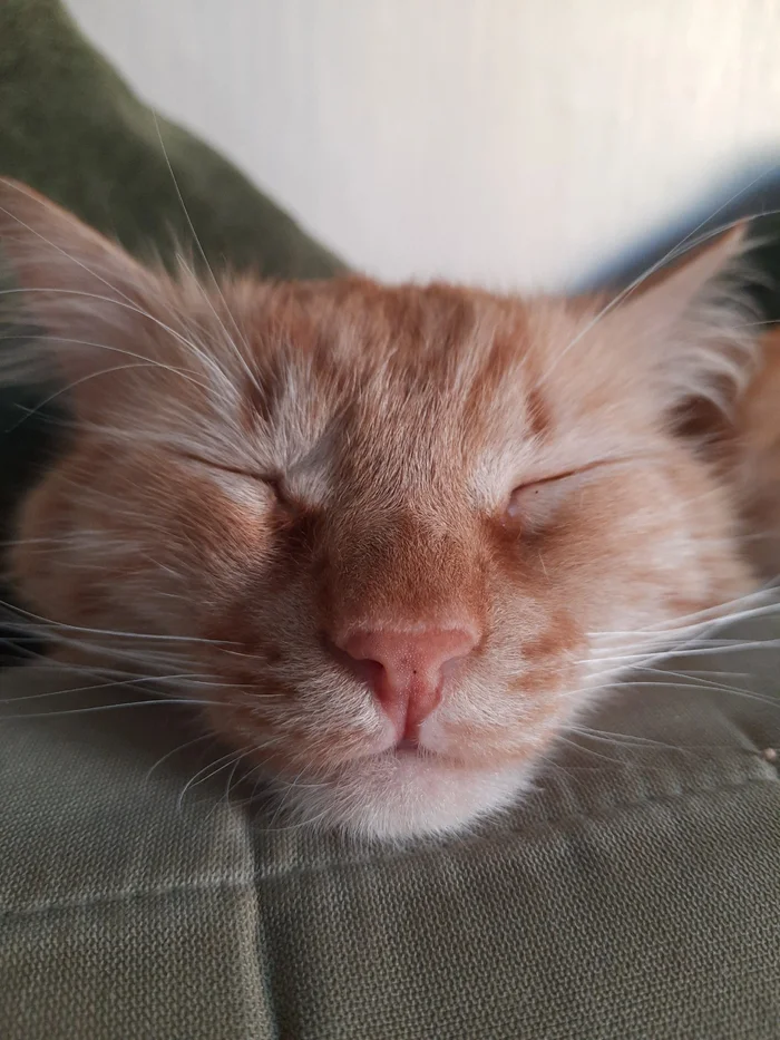 The best cat of Pikabu is my candidate - My, cat, A wave of posts, Milota, Love, Longpost