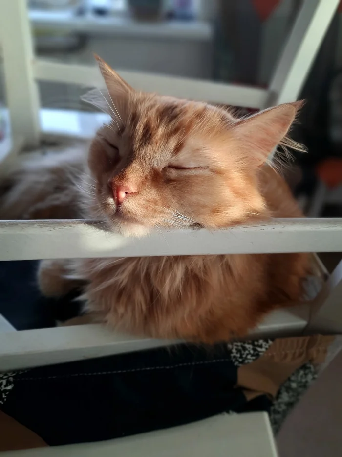 The best cat of Pikabu is my candidate - My, cat, A wave of posts, Milota, Love, Longpost