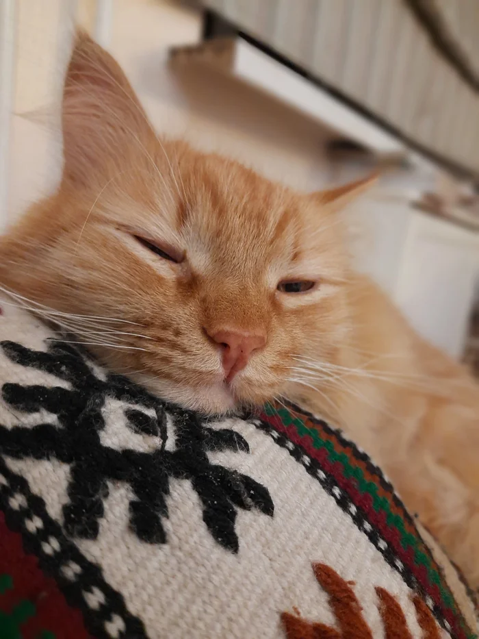 The best cat of Pikabu is my candidate - My, cat, A wave of posts, Milota, Love, Longpost
