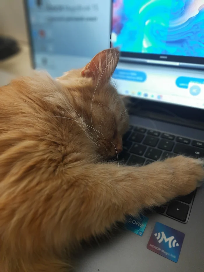 The best cat of Pikabu is my candidate - My, cat, A wave of posts, Milota, Love, Longpost