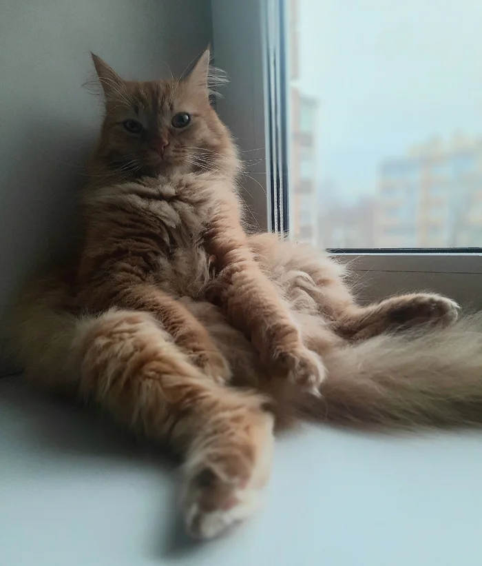 The best cat of Pikabu is my candidate - My, cat, A wave of posts, Milota, Love, Longpost