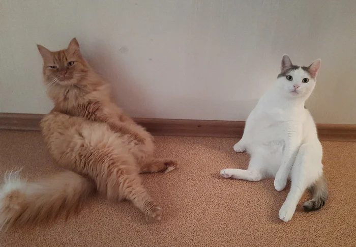 The best cat of Pikabu is my candidate - My, cat, A wave of posts, Milota, Love, Longpost