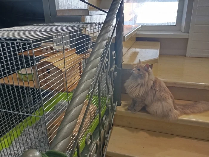 Reply to the post Competition: Best Pikabu Cat - My, Peekaboo, Competition, Cat Day, cat, A wave of posts, Reply to post