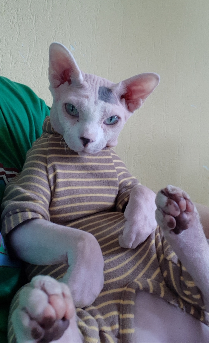 Ипульсифер (Има) - старшая, смотрящая за порядком и ответственная кошь