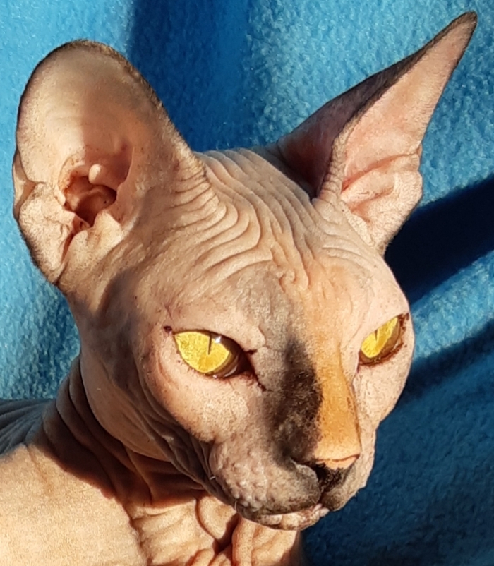 А Чапо, просто инопланетная красотка)))