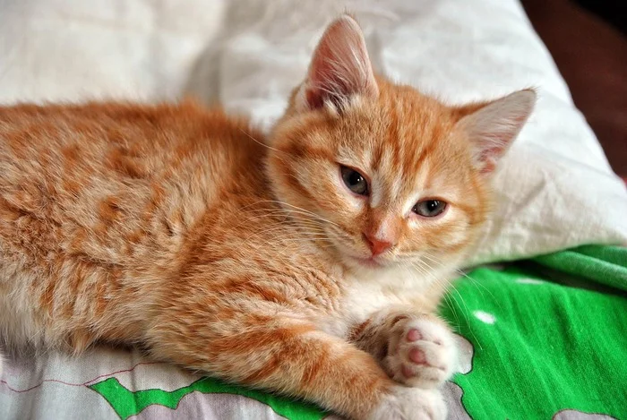 Since we're talking about cats, I'll post mine too. - My, Reply to post, cat, Paws, Longpost, Competition