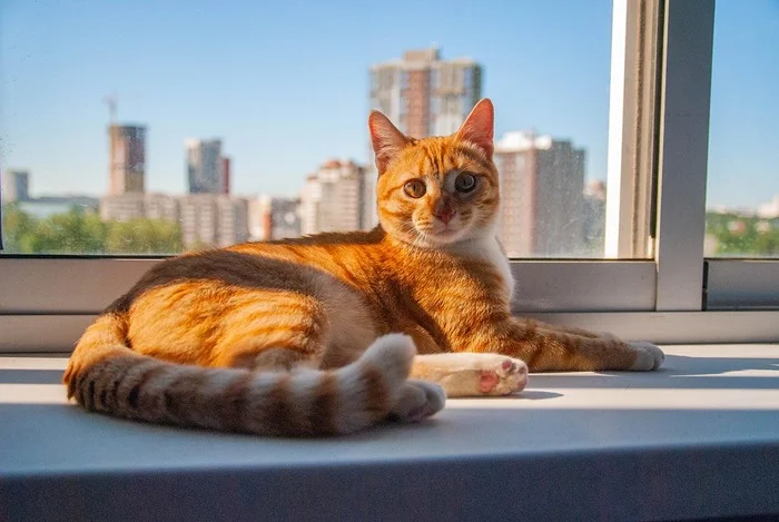 Since we're talking about cats, I'll post mine too. - My, Reply to post, cat, Paws, Longpost, Competition