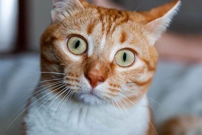 Since we're talking about cats, I'll post mine too. - My, Reply to post, cat, Paws, Longpost, Competition