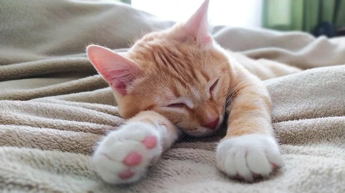Since we're talking about cats, I'll post mine too. - My, Reply to post, cat, Paws, Longpost, Competition