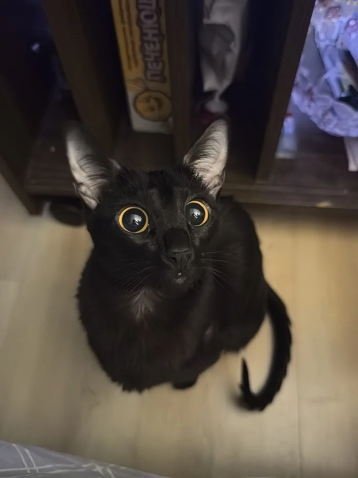 Reply to the post Competition: Best Pikabu Cat - My, Pick-up headphones, Peekaboo, Competition, Cat Day, cat, A wave of posts, Reply to post