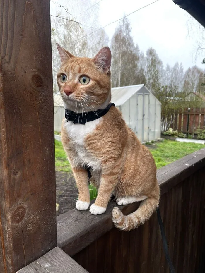 Since we're talking about cats, I'll post mine too. - My, Reply to post, cat, Paws, Longpost, Competition