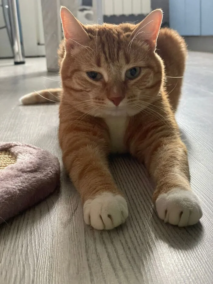 Since we're talking about cats, I'll post mine too. - My, Reply to post, cat, Paws, Longpost, Competition