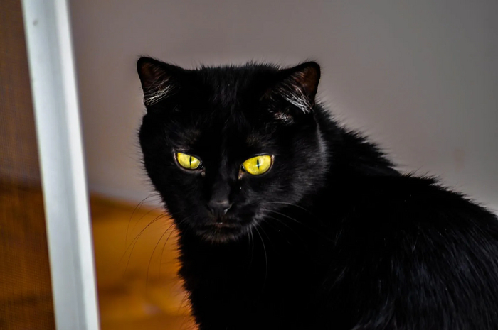 Его величество Пушок.