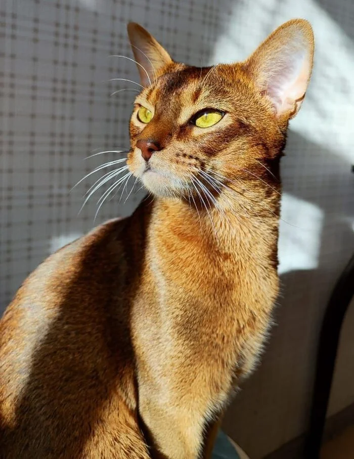 Reply to the post Competition: Best Pikabu Cat - My, Pick-up headphones, Peekaboo, Competition, Cat Day, cat, A wave of posts, Abyssinian cat, Reply to post, Longpost