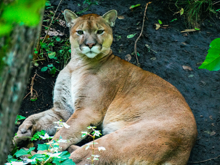 Красавец Пумка