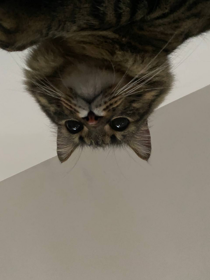 Лучшие коты Пикабу Кот, Домашние животные, Волна постов, The Elder Scrolls, Длиннопост