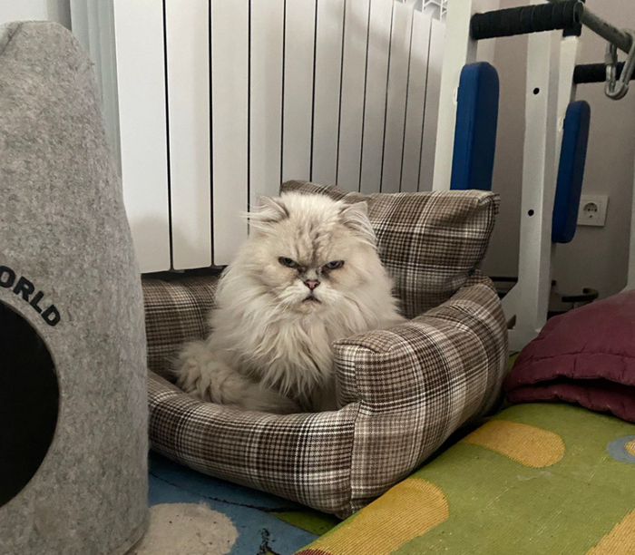 Лучшие коты Пикабу Кот, Домашние животные, Волна постов, The Elder Scrolls, Длиннопост