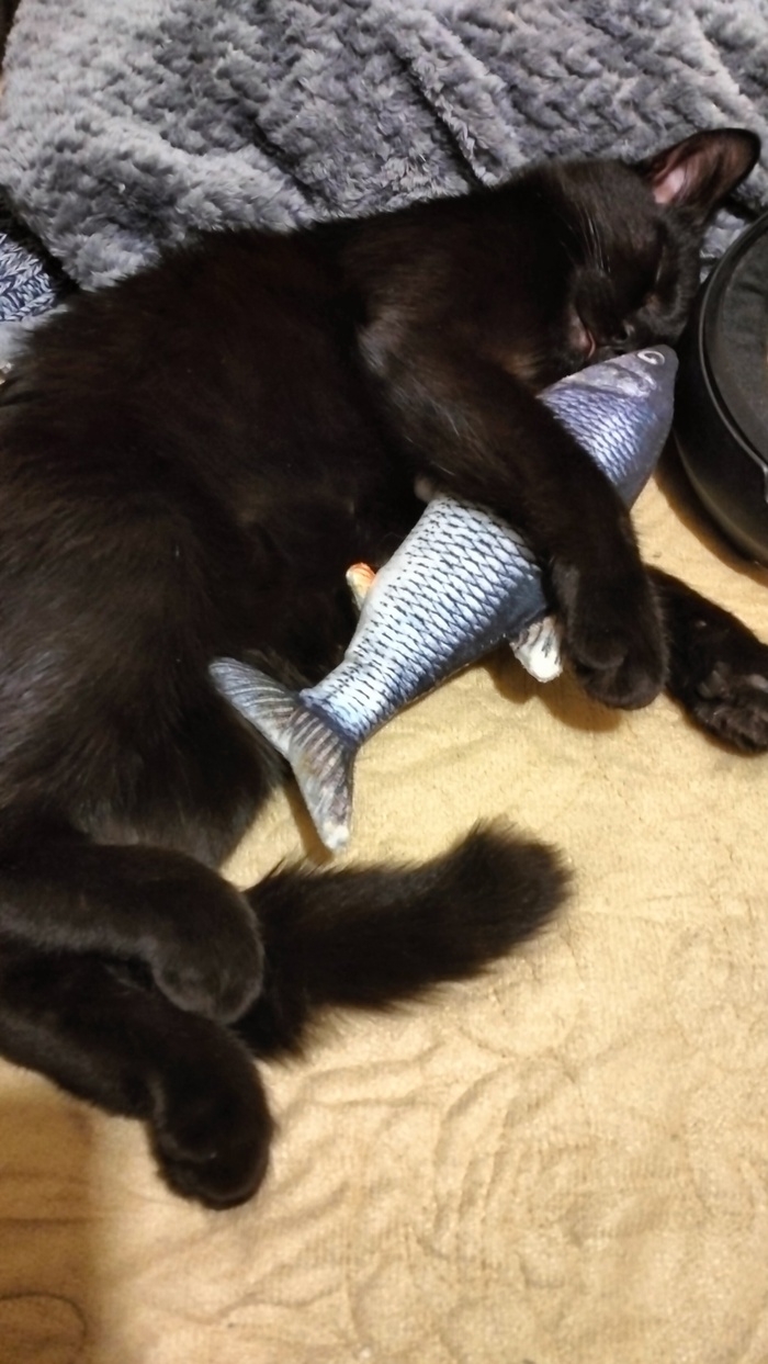 Кот Жорик. Наигрался и спит)