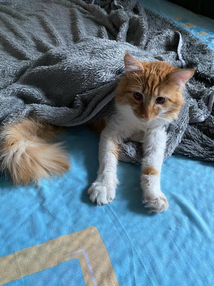 Ответ на пост «Конкурс: лучший кот Пикабу»