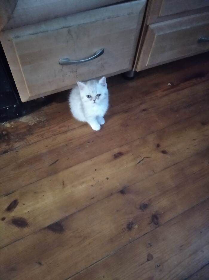 Ответ на пост «Конкурс: лучший кот Пикабу»