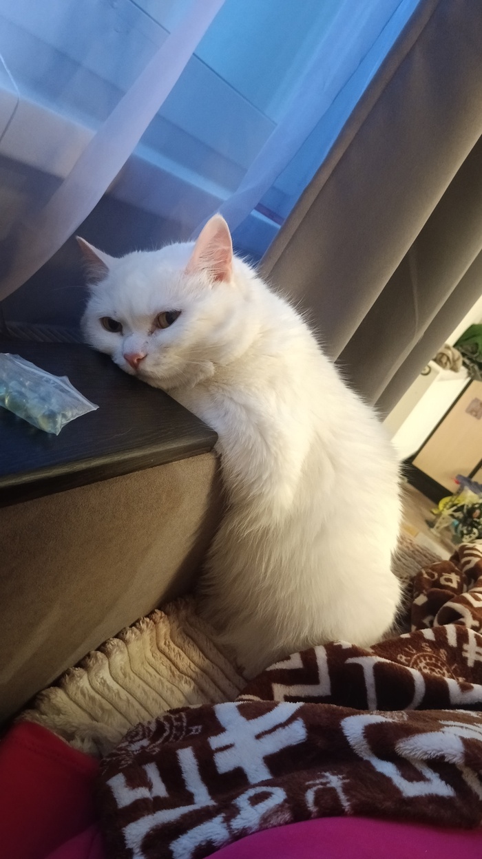 Ответ на пост «Конкурс: лучший кот Пикабу»