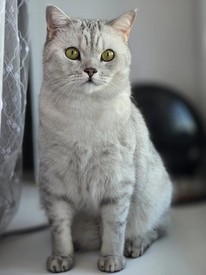 Reply to the post Competition: Best Pikabu Cat - My, Pick-up headphones, Peekaboo, Competition, Cat Day, cat, A wave of posts, Reply to post
