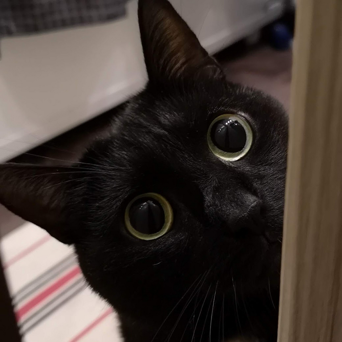 Это Тиша и он интересуется не закончился ли еще конкурс)