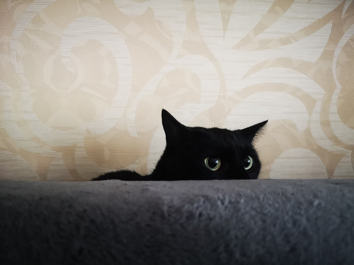 Он простой уличный кот, любитель поспать и прирожденный охотник