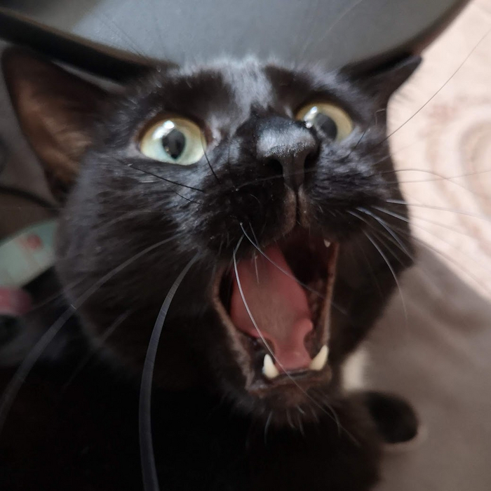 Вот такие у него зубы