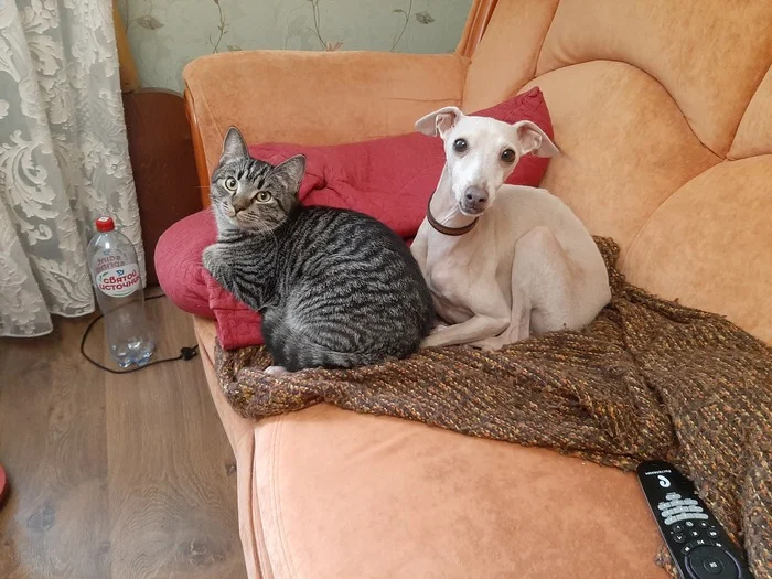 Лучший кот на Пикабу - Кот, Коты и собаки вместе, Конкурс, Длиннопост